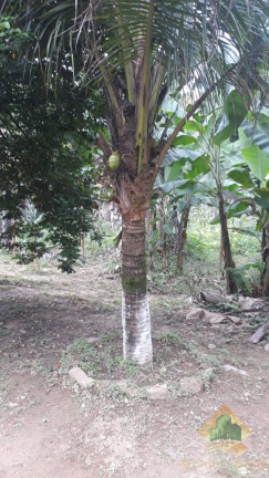 Chácara com 4 Quartos à Venda, 550 m² em Horto Florestal - Ubatuba