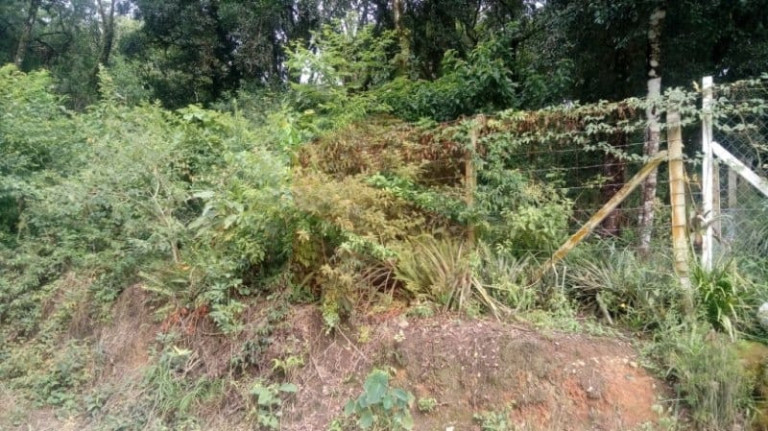 Imagem Chácara com 1 Quarto à Venda, 1 m² em Morro Do Cal - Campo Largo
