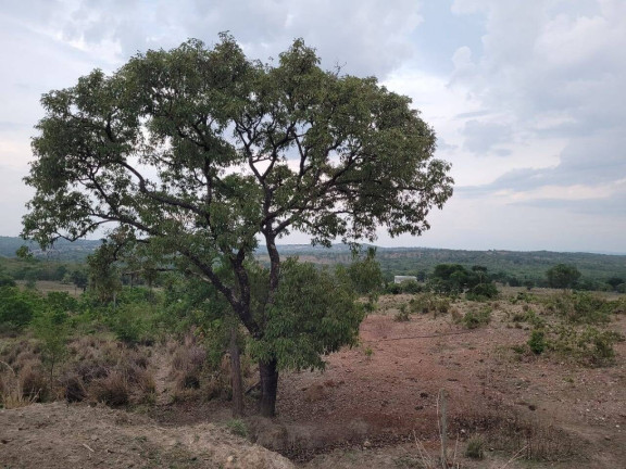 Imagem Fazenda à Venda, 52 m² em Zona Rural - Goiás Imagem Fazenda à Venda, 52 m² em Zona Rural - Goiás