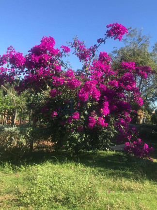 Imagem Fazenda à Venda, em Quirinópolis Imagem Fazenda à Venda, em Quirinópolis