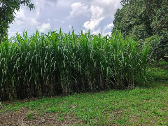 Imagem Chácara com 3 Quartos à Venda, 50.000 m² em Centro - Luziânia Imagem Chácara com 3 Quartos à Venda, 50.000 m² em Centro - Luziânia