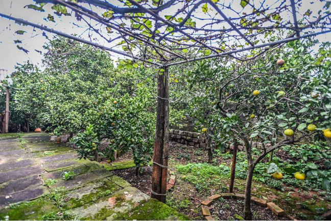 Imagem Casa de Condomínio com 3 Quartos à Venda, 100 m² em Santa Tereza - Porto Alegre Imagem Casa de Condomínio com 3 Quartos à Venda, 100 m² em Santa Tereza - Porto Alegre