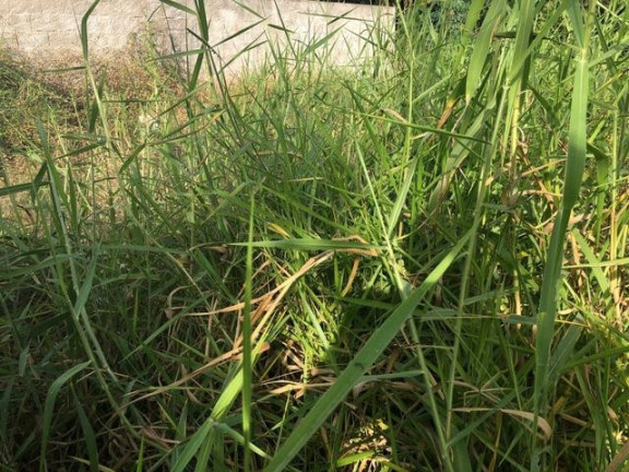 Imagem Terreno à Venda, 674 m² em Chácara Moinho Velho - Carapicuíba Imagem Terreno à Venda, 674 m² em Chácara Moinho Velho - Carapicuíba