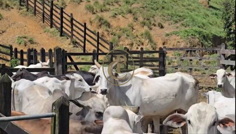 Imagem Fazenda à Venda, 250 m² em Pouso Alto - Paraibuna Imagem Fazenda à Venda, 250 m² em Pouso Alto - Paraibuna