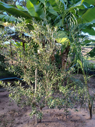 Imagem Chácara à Venda, 35 m² em Arapongas Imagem Chácara à Venda, 35 m² em Arapongas