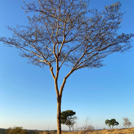 Imagem Fazenda à Venda, 29 m² em Setor Central - Ipameri Imagem Fazenda à Venda, 29 m² em Setor Central - Ipameri