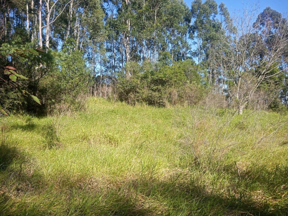 Imagem Chácara à Venda, 29.000 m² em Pimenta - Viamão