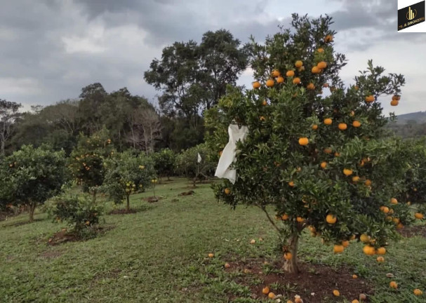 Imagem Imóvel com 4 Quartos à Venda, 46.000 m² em Freguesia Dos Laras - Campo Magro Imagem Imóvel com 4 Quartos à Venda, 46.000 m² em Freguesia Dos Laras - Campo Magro