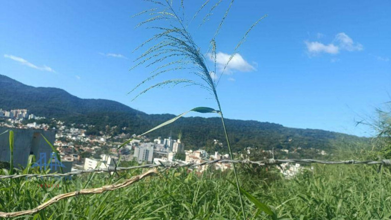 Imagem Terreno à Venda, 3.800 m² em Córrego Grande - Florianópolis Imagem Terreno à Venda, 3.800 m² em Córrego Grande - Florianópolis