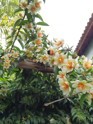 Imagem Imóvel à Venda, 1 m² em Rio Abaixo - Mairiporã Imagem Imóvel à Venda, 1 m² em Rio Abaixo - Mairiporã