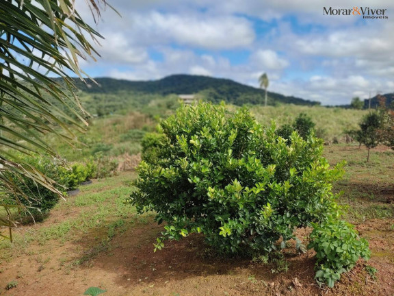 Imagem Chácara à Venda, 3.000 m² em Campestre Da Faxina - São José Dos Pinhais