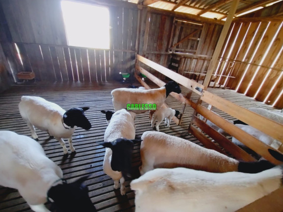 Imagem Imóvel com 1 Quarto à Venda, 60 m² em Zona Rural - São Pedro Do Sul Imagem Imóvel com 1 Quarto à Venda, 60 m² em Zona Rural - São Pedro Do Sul