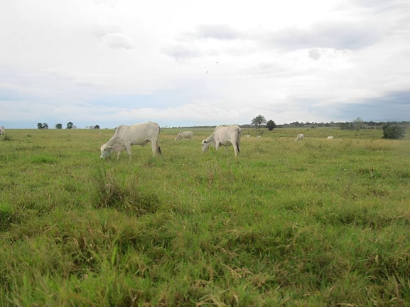 Imagem Fazenda à Venda, 2.541 m² em Centro - Pontes E Lacerda Imagem Fazenda à Venda, 2.541 m² em Centro - Pontes E Lacerda