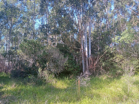 Imagem Chácara à Venda, 29.000 m² em Pimenta - Viamão