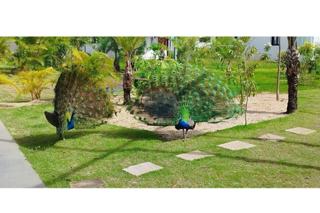 Imagem Apartamento com 1 Quarto para Alugar, 41 m² em Mata De São João - Mata De São João Imagem Apartamento com 1 Quarto para Alugar, 41 m² em Mata De São João - Mata De São João