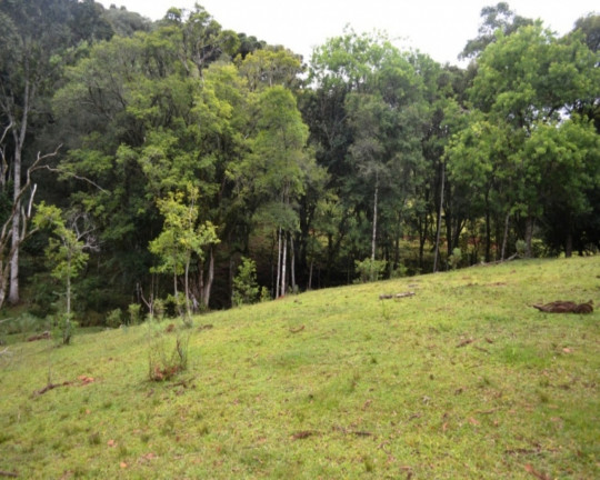 Imagem Imóvel à Venda, em Linha Imperial - Nova Petrópolis Imagem Imóvel à Venda, em Linha Imperial - Nova Petrópolis