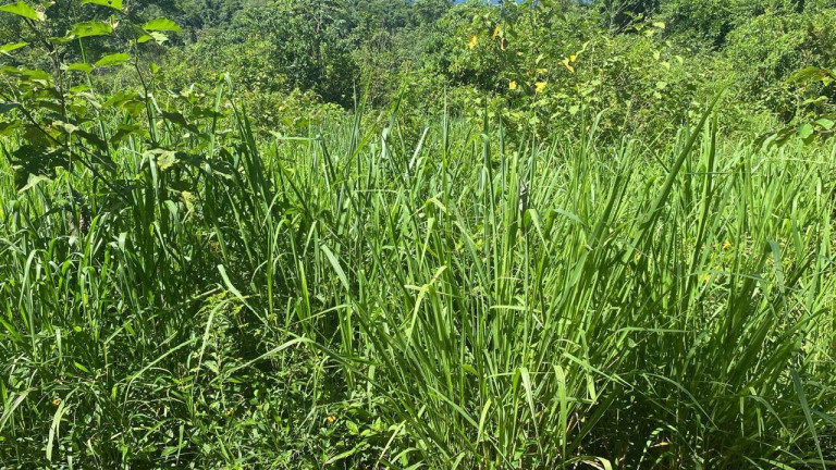 Imagem Chácara à Venda, 7 m² em Portão Preto - Itariri Imagem Chácara à Venda, 7 m² em Portão Preto - Itariri