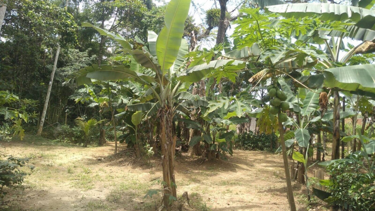 Imagem Chácara com 1 Quarto à Venda, 1.000 m² em Praia Da Maranduba - Ubatuba