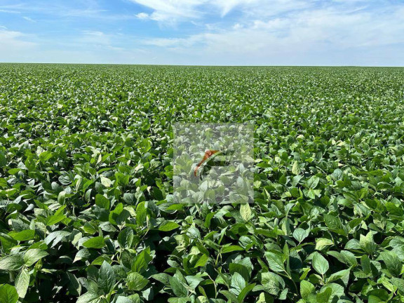 Fazenda à Venda, 1.355.200 m² em Centro - Lapa
