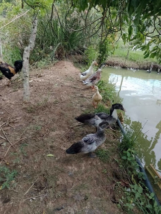 Imagem Chácara com 2 Quartos à Venda, 250 m² em Espírito Santo - Paraibuna