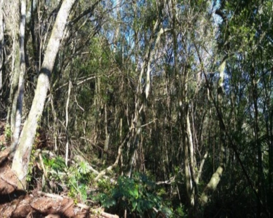 Imagem Terreno à Venda, 6.210 m² em Linha Imperial - Nova Petrópolis Imagem Terreno à Venda, 6.210 m² em Linha Imperial - Nova Petrópolis