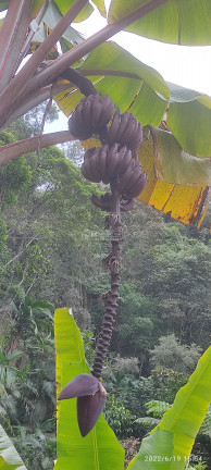Imagem Imóvel à Venda,  em Ribeirão Da Velha - Nova Trento