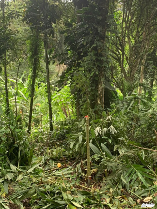 Imagem Terreno à Venda, 350 m² em Corcovado - Ubatuba