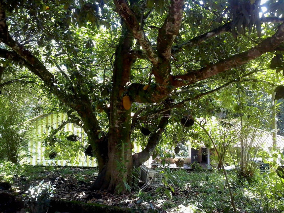 Imagem Chácara com 2 Quartos à Venda, 12.000 m² em São João Da Boa Vista Imagem Chácara com 2 Quartos à Venda, 12.000 m² em São João Da Boa Vista