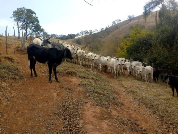 Imagem Chácara com 3 Quartos à Venda, 532 m² em Zona Rural - Cambuí Imagem Chácara com 3 Quartos à Venda, 532 m² em Zona Rural - Cambuí