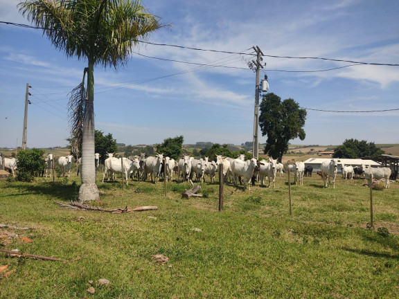 Imagem Chácara com 4 Quartos à Venda, 242 m² em Cercadinho - Alambari Imagem Chácara com 4 Quartos à Venda, 242 m² em Cercadinho - Alambari