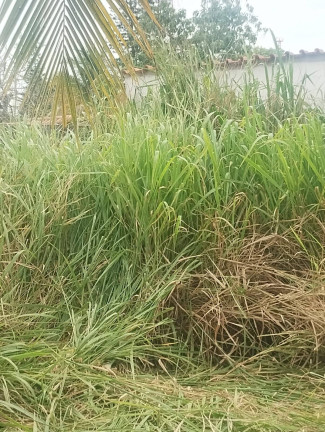 Imagem Terreno à Venda, 600 m² em Centro (iguabinha) - Araruama Imagem Terreno à Venda, 600 m² em Centro (iguabinha) - Araruama