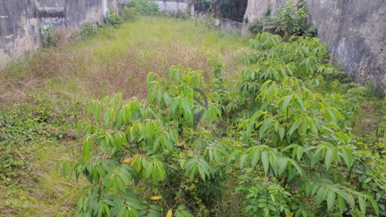 Imagem Terreno para Alugar, 500 m² em Encruzilhada - Santos Imagem Terreno para Alugar, 500 m² em Encruzilhada - Santos